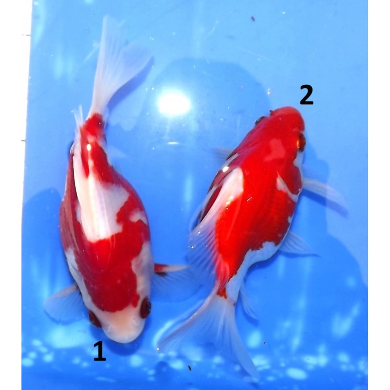 Nisaï Tamasaba 13-15cm éleveur Hirashin