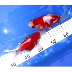 Nisaï Tamasaba 13-15cm éleveur Hirashin