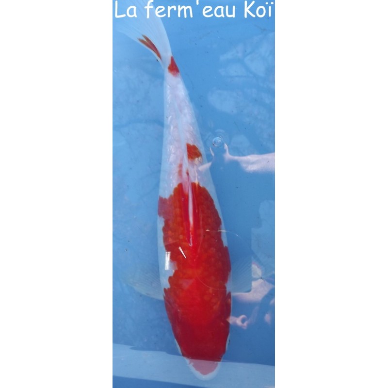 Ginrin Sanke male 25 -30cm