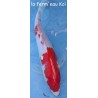Kohaku 25-30cm