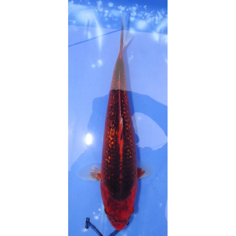 Ginrin Aka Matsuba 30cm éleveur Ikarashi Ozumi