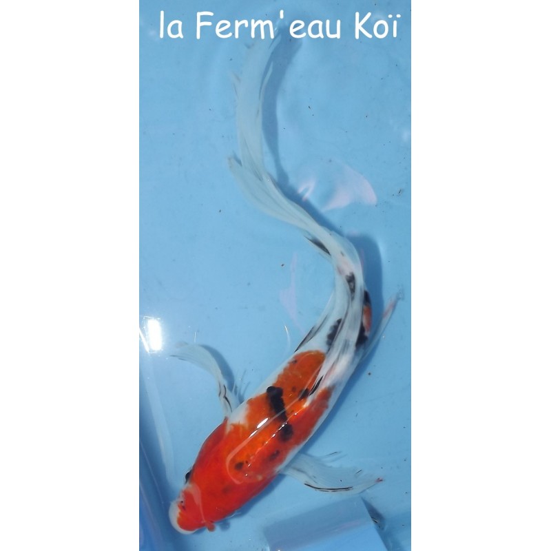 Sanke voile 15- 20 cm