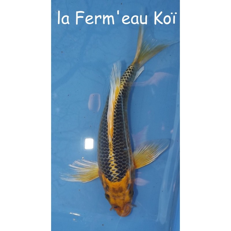 ki matsuba voile 20-25 cm