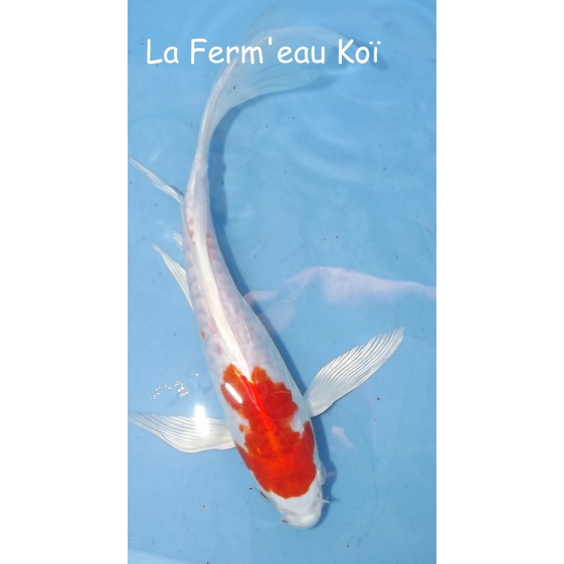 doitsu Kohaku (grosses écailles)  voile 20-25 cm
