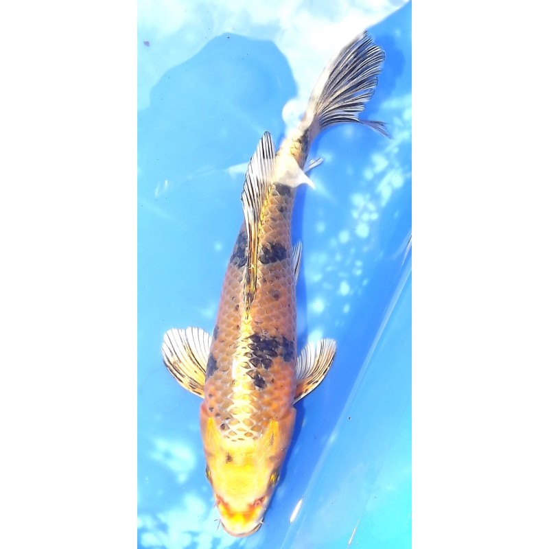 Kin Bekko voile 20cm