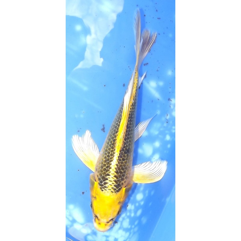 Kin Ki Matsuba voile 20-25cm