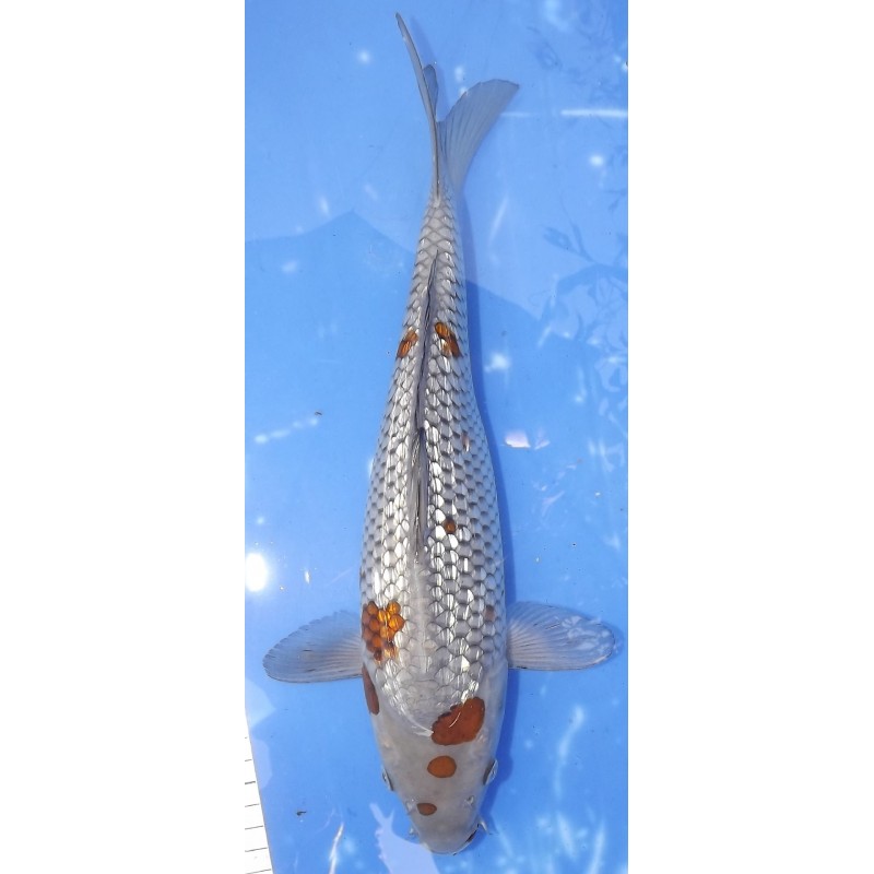 Ginrin Ochiba 35cm éleveur Ikarashi Ozumi