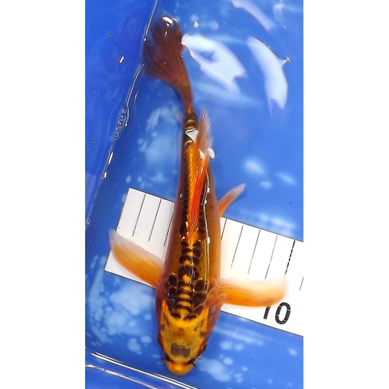 Mizuho Ogon voile 20-25cm