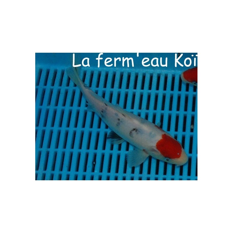 Tancho sanke 20-25 cm Japon Ogata tosaï