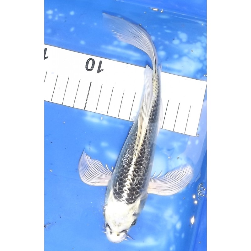 Gin Matsuba voile 20-25cm