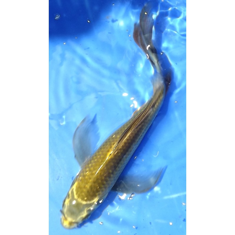 Mukashi voile 20-25cm