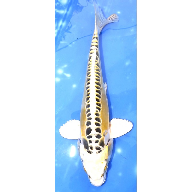 Doitsu Hariwake/Hikari éleveur Aoki