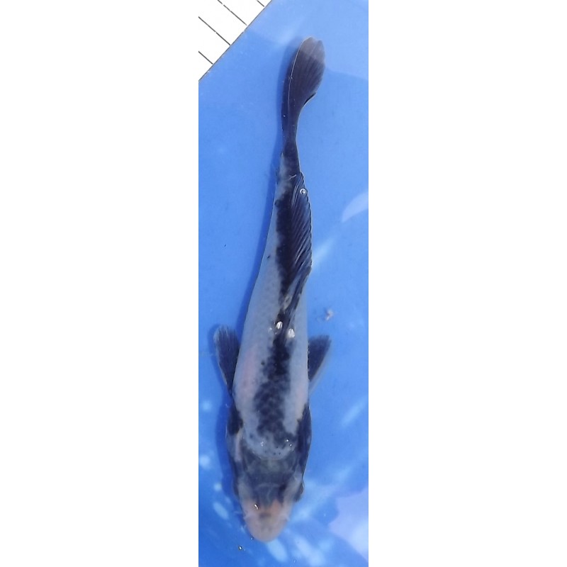 Matsukawabake éleveur Aoki