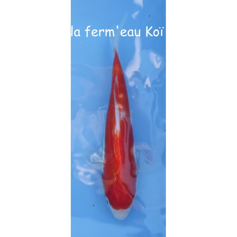 Doitsu kohaku 15-18cm Japon Marusaka tosaï