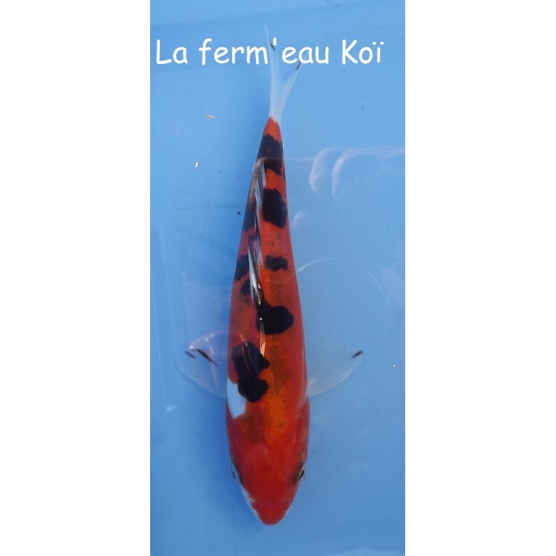 Doitsu showa 15-18cm Japon Marusaka tosaï