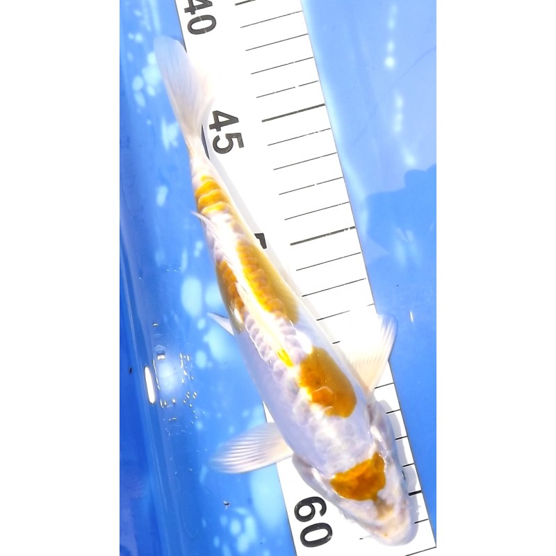 Maruten Kijiro éleveur Sakazume