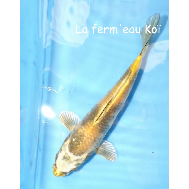 Ki utsuri 15-18-cm Japon Marusaka tosaï