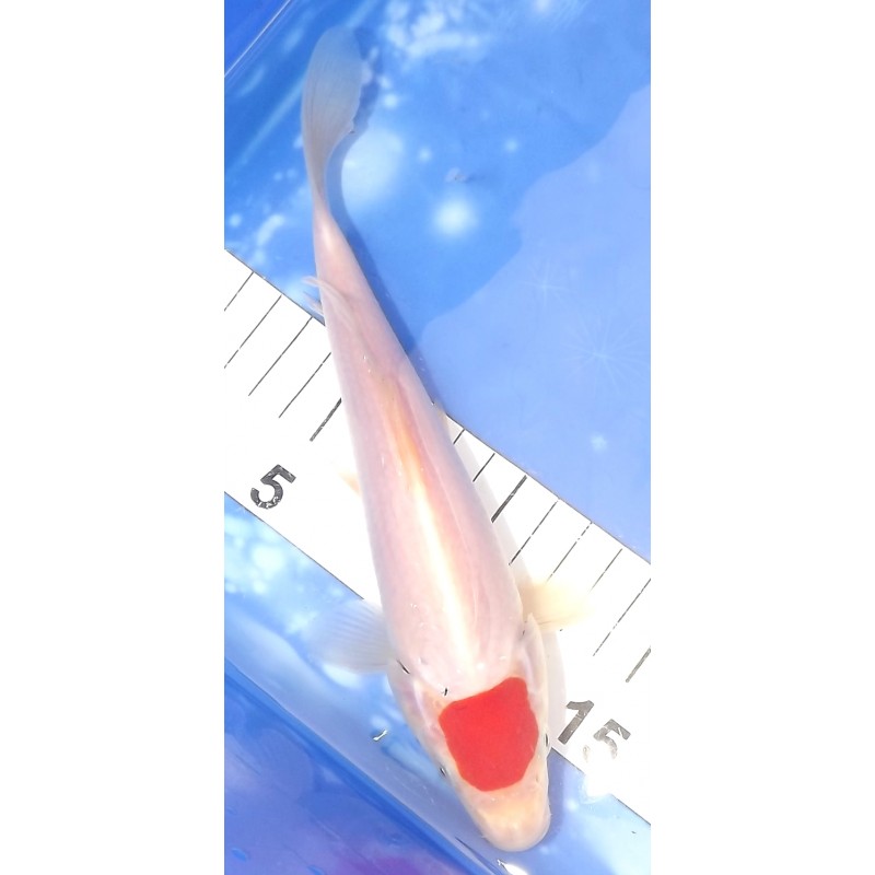 Tancho Kohaku éleveur Saïto Koi Farm
