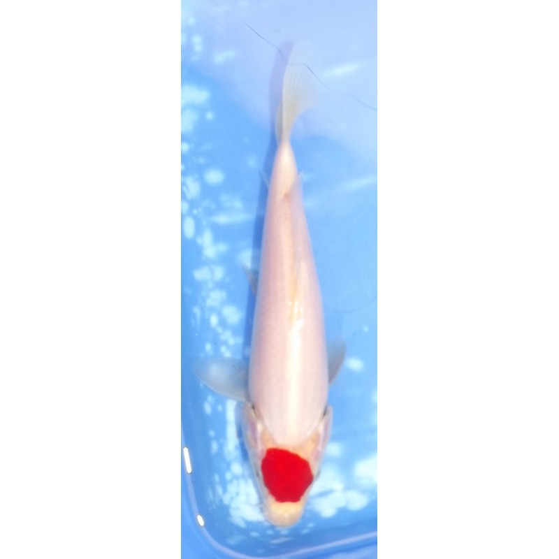 Tancho Kohaku éleveur Saïto Koi Farm