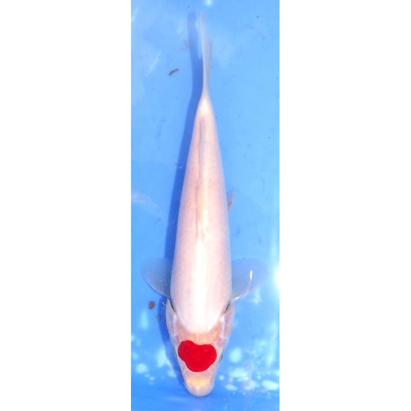 Tancho Kohaku éleveur Saïto Koi Farm