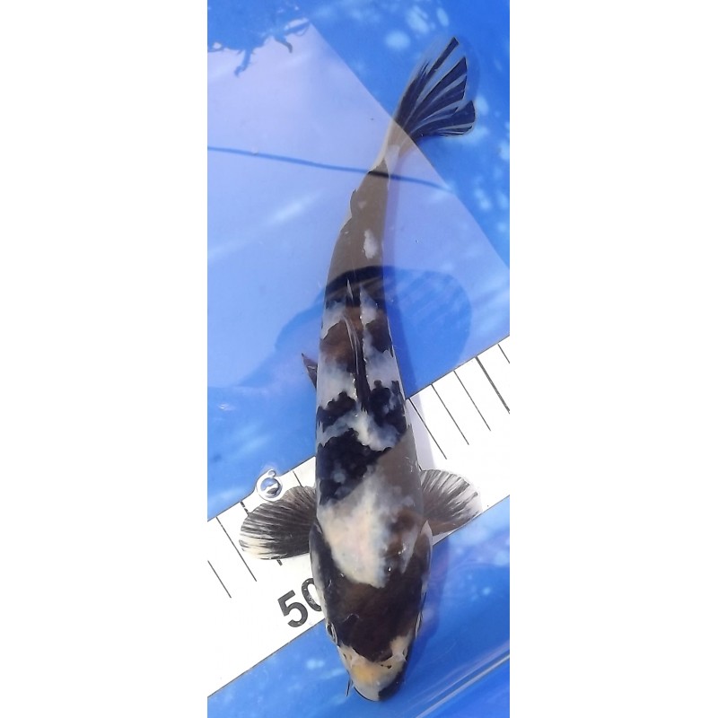 Shiro Utsuri éleveur Toshio Sakaï