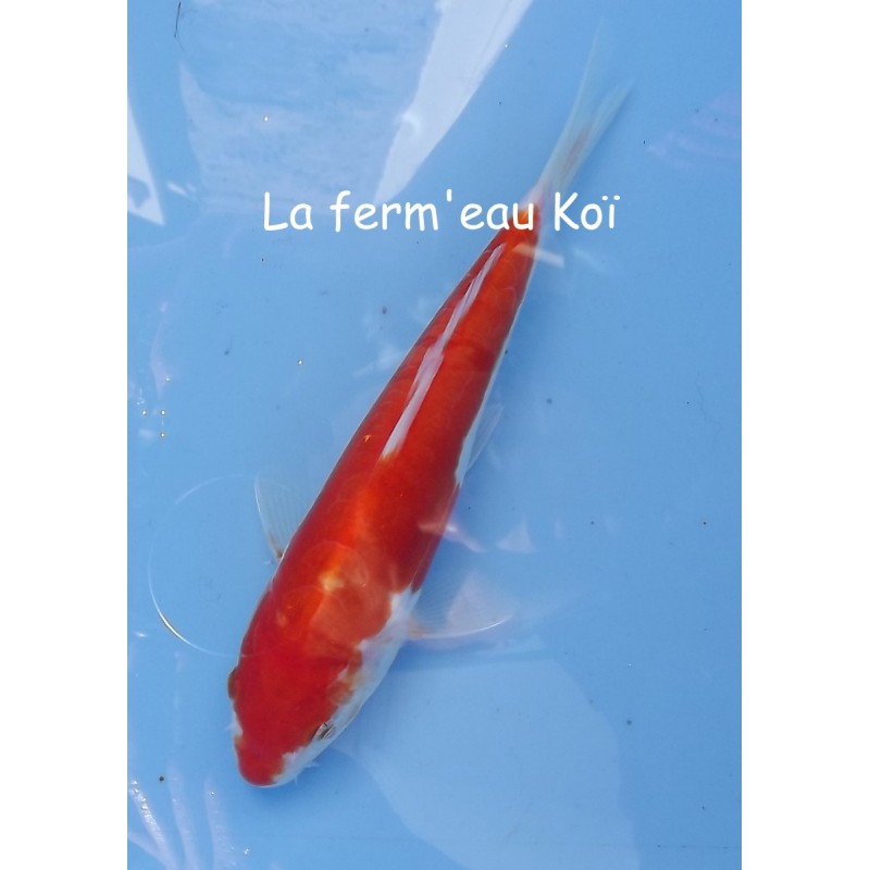 Doitsu kohaku 15-18cm Japon Marusaka tosaï