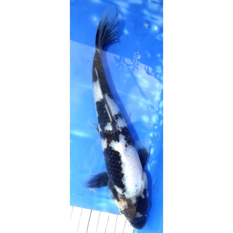 Shiro Utsuri éleveur Toshio Sakaï