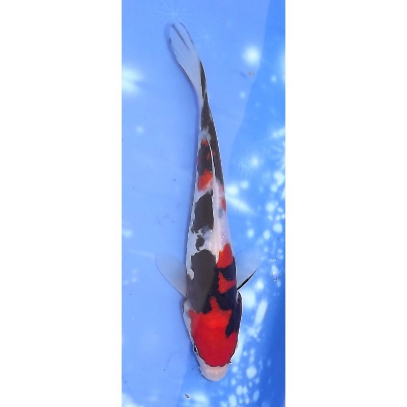 Doitsu Sanke éleveur Tsuna