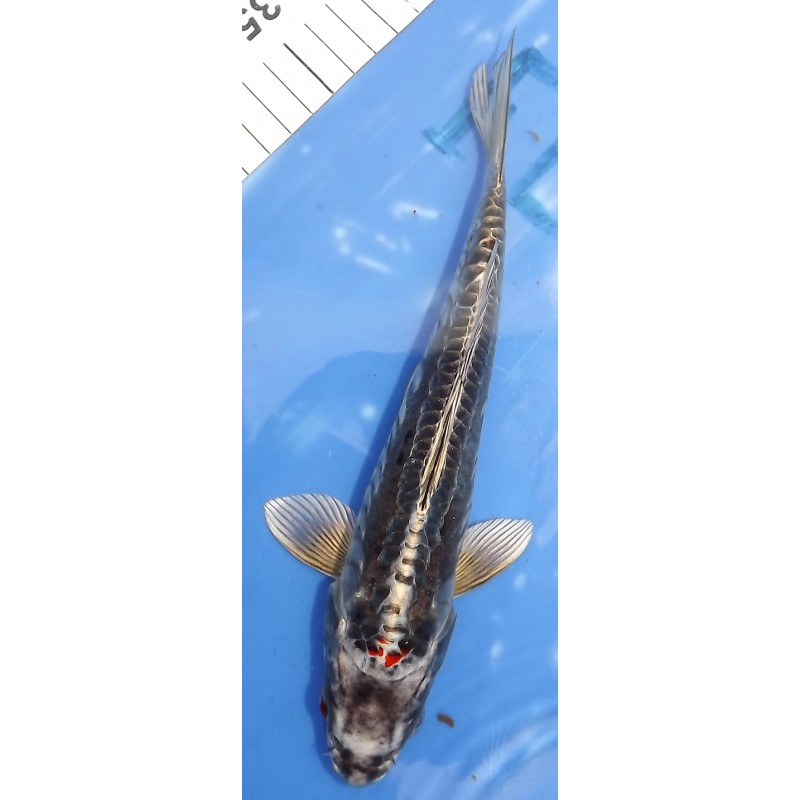 Beni Kikokuryu éleveur Tsuna