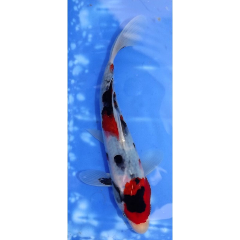 Showa éleveur Tsuna