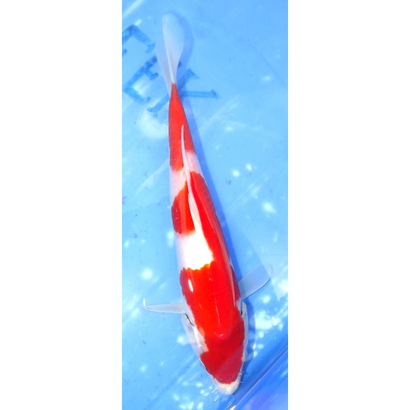 Kohaku éleveur Saïto Koi Farm