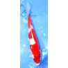 Kohaku éleveur Saïto Koi Farm