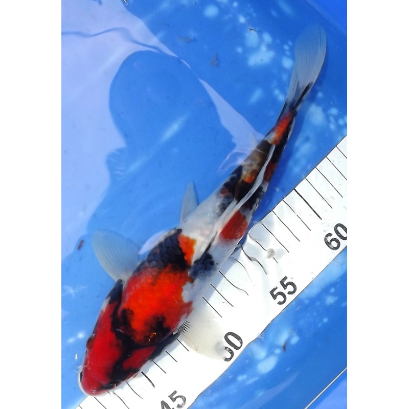 Showa éleveur Saïto Koi Farm