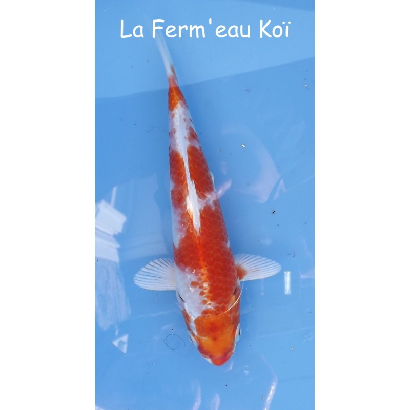 Hariwake 15-18-cm Japon Marusaka tosaï