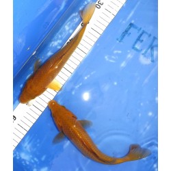 Chagoï éleveur Hirashin