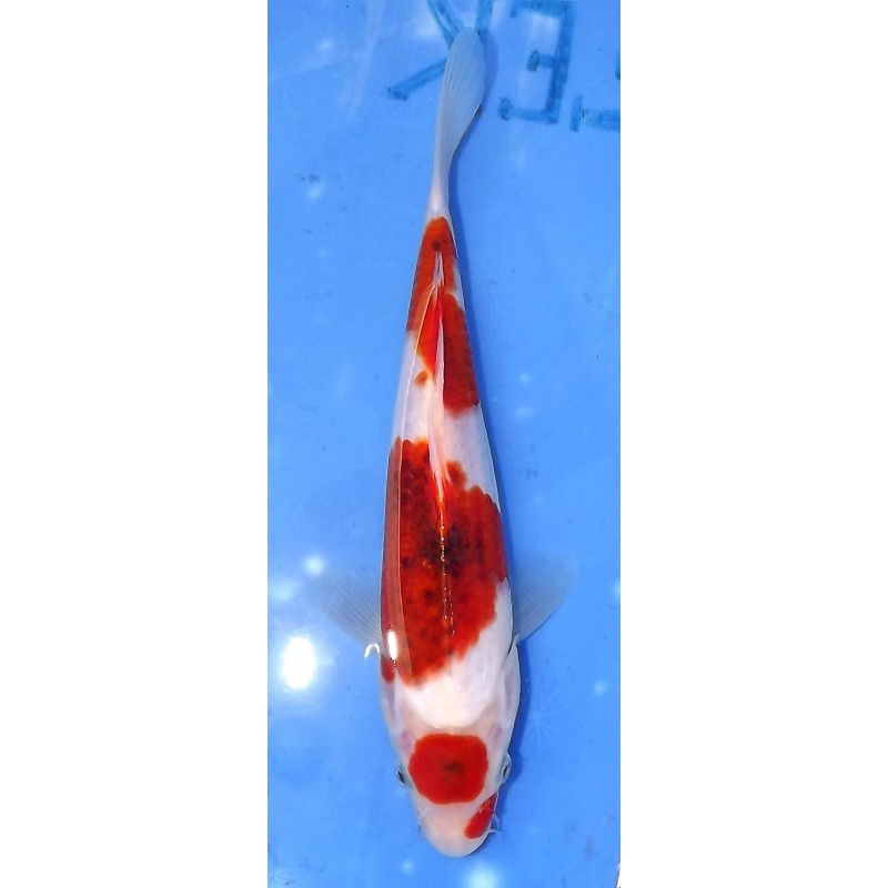 Maruten Goromo éleveur Hirashin