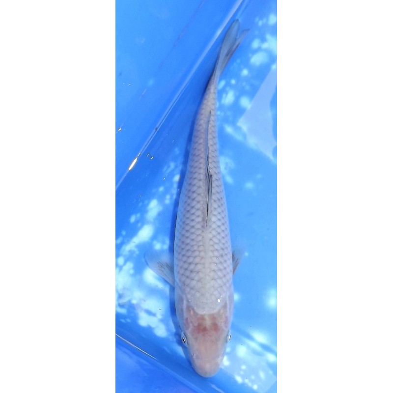 Soragoï / Ochiba éleveur Otsuka