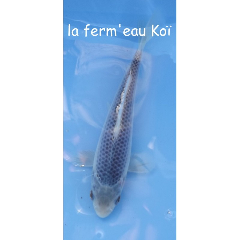 Asagi 15-18-cm Japon Marusaka tosaï