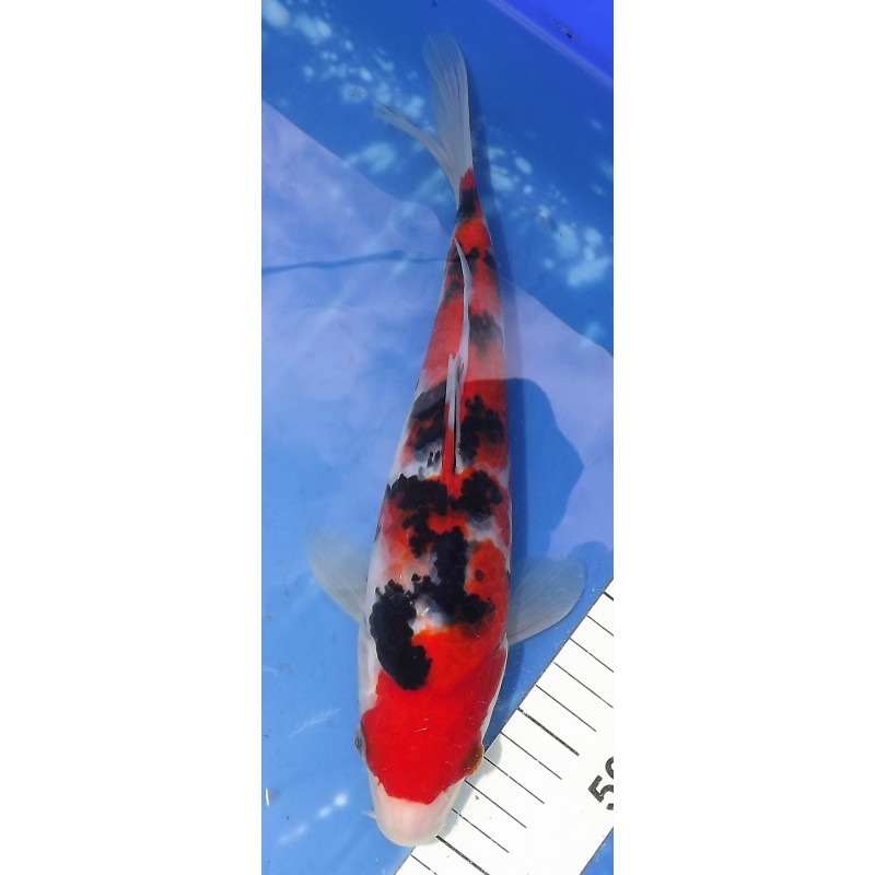 Sanke éleveur Saïto Koi Farm