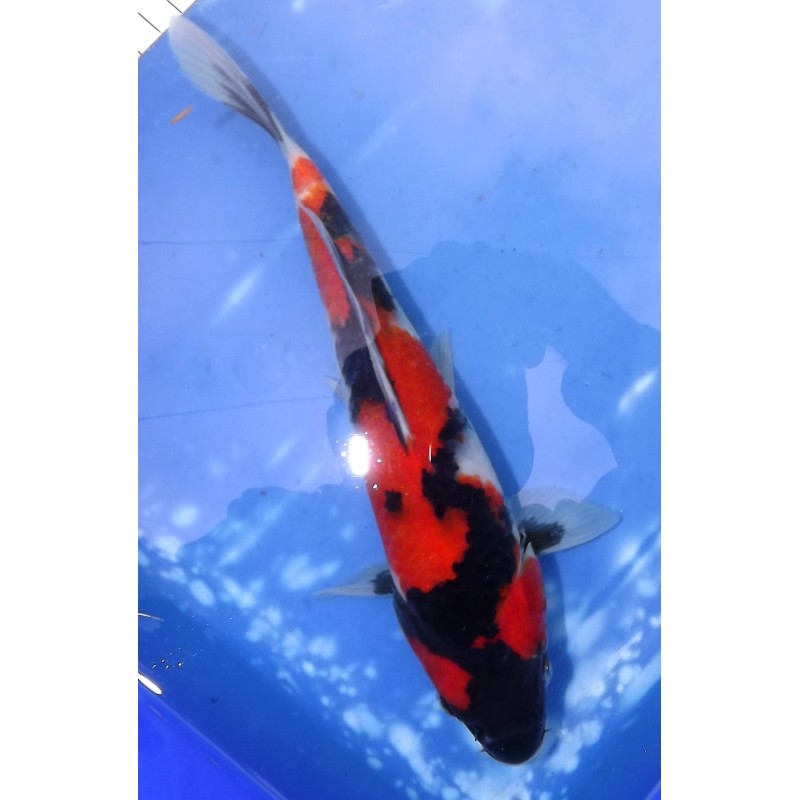 Showa éleveur Saïto Koi Farm