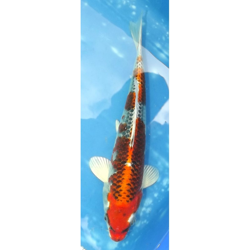 Kujaku éleveur Saïto Koi Farm