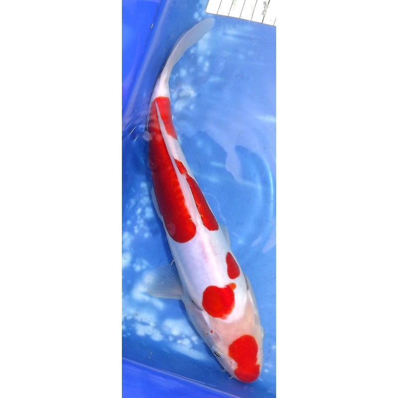 Doitsu Kohaku éleveur Hirashin