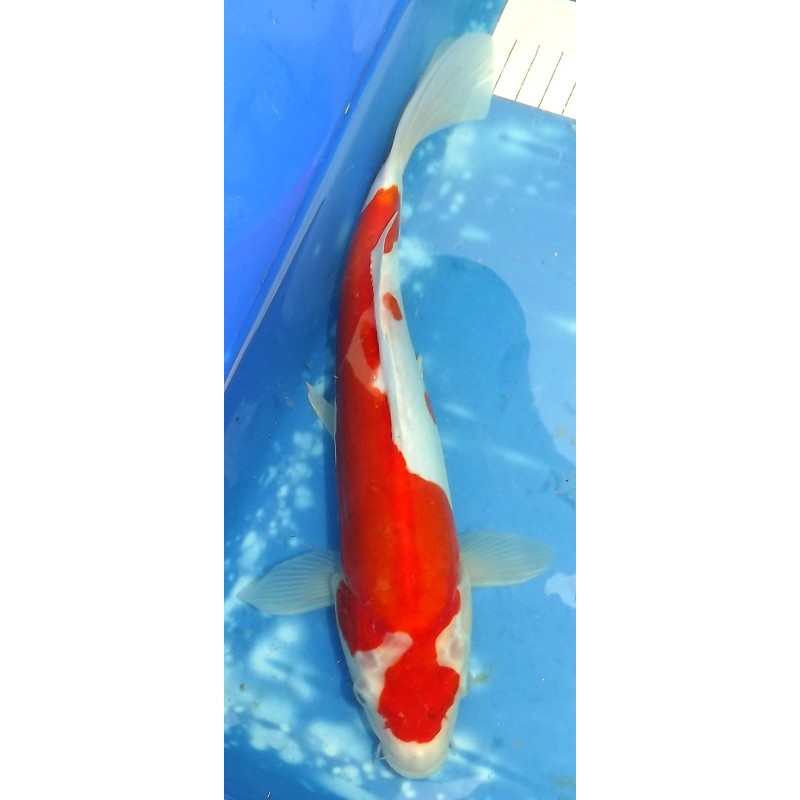 Doitsu Sanke éleveur Hirashin