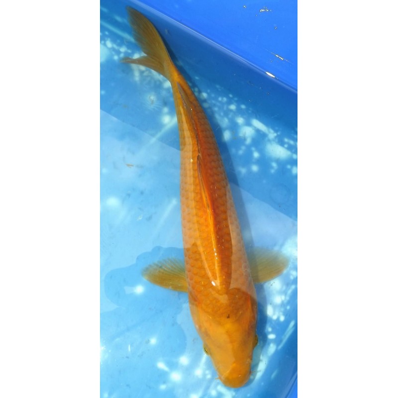 Chagoï éleveur Hirashin