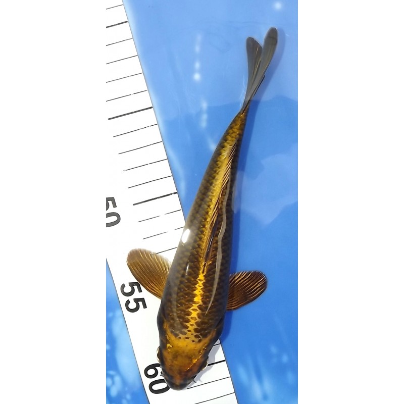 Kabuto Bronze 20-25cm