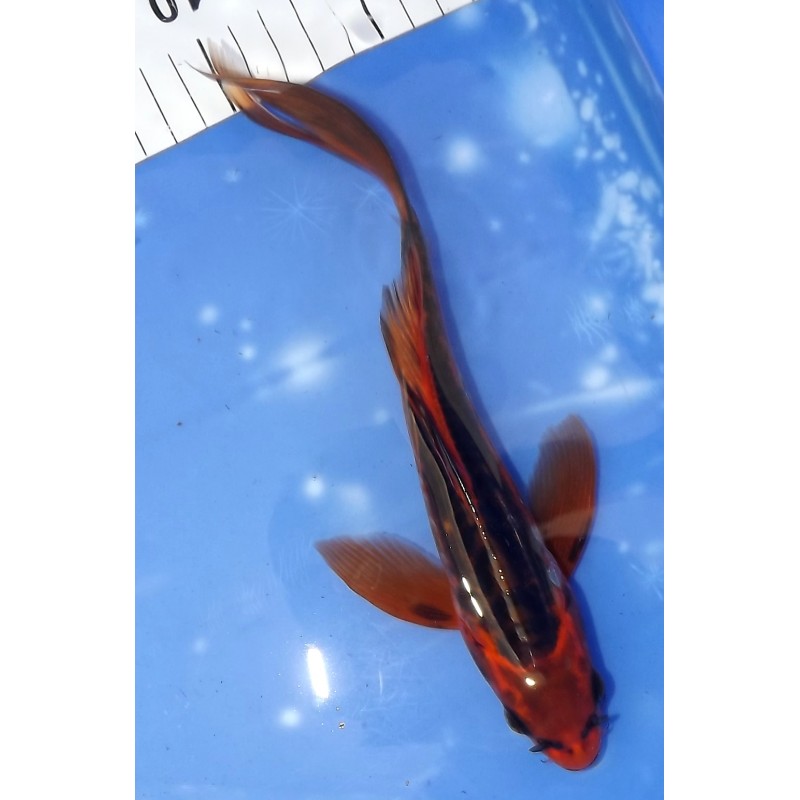 Mizuho Ogon voile 20-25cm