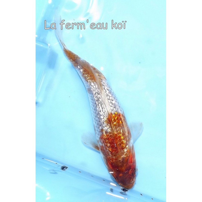 Ginrin goshiki traditionnel 13-16cm Japon Ogata tosaï