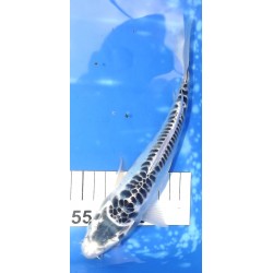 Doitsu Gin Matsuba 20-25cm