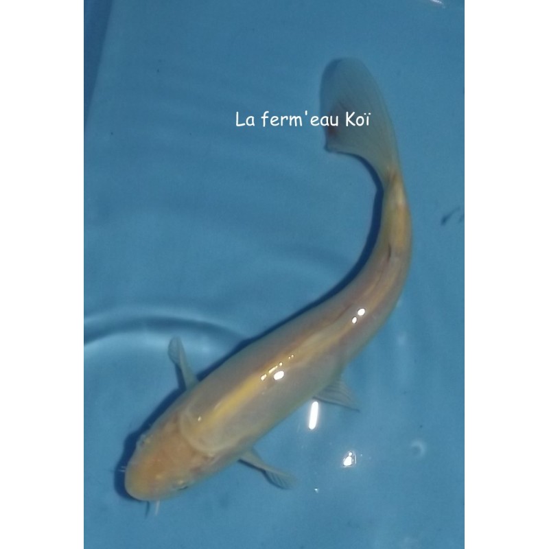 Doitsu karashigoï 20-25cm Japon Ogata nisaï