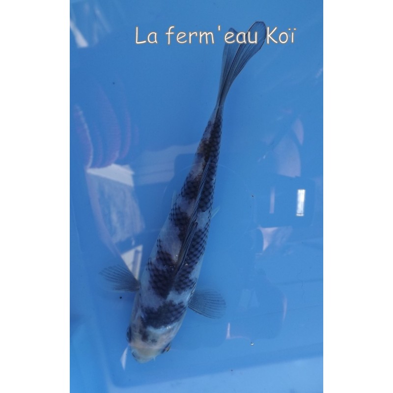 shiro utsuri 12-15cm Japon Ogata tosaï